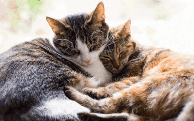 Detailing Common Nutritional Gaps in Cat Diets & How to Optimize Your Furry Friend’s Health