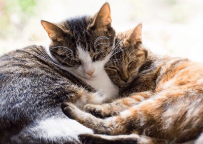 Detailing Common Nutritional Gaps in Cat Diets & How to Optimize Your Furry Friend’s Health