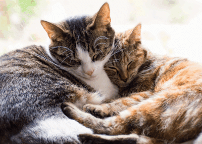 Detailing Common Nutritional Gaps in Cat Diets & How to Optimize Your Furry Friend’s Health