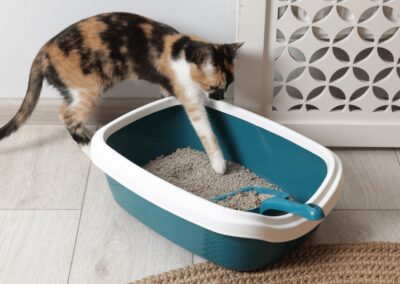Does Your Cat Have a UTI? Explaining Causes, Symptom, & Treatments