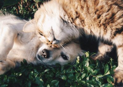 Cats Vs. Dogs: Who Has the Best Sense of Smell?