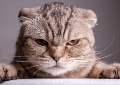 Common Cat Behavior Problems and How to Address Them