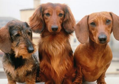 Dog Breed Spotlight: Dachshunds