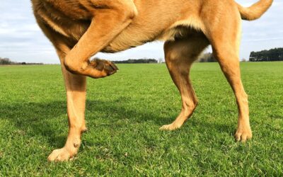 Joint Protect for Dogs | Preventing Injuries