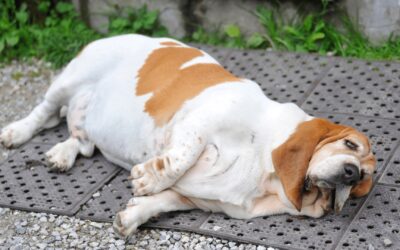 Canine Muscle Diseases | Symptoms & Causes