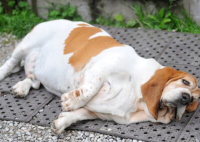 Canine Muscle Diseases | Symptoms & Causes