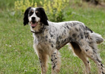 Dog Breed Spotlight: English Setter