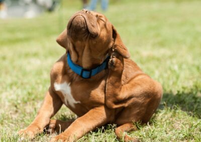 How to Get Rid of Fleas on Dogs and Cats