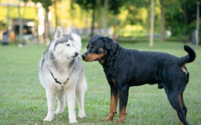 How to Introduce Dogs to Each Other