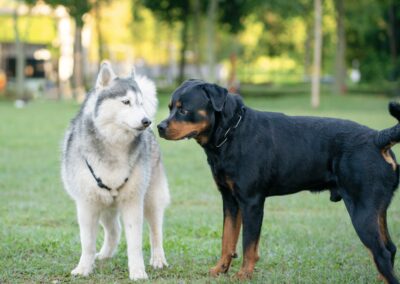 How to Introduce Dogs to Each Other