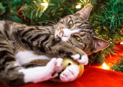 How to Keep Your Cat Out of the Christmas Tree