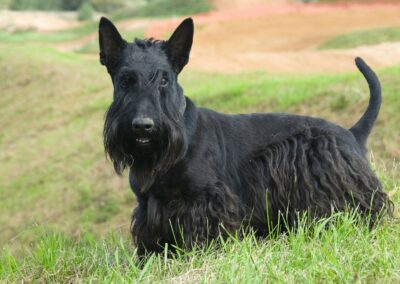 Dog Breed Spotlight: Scottish Terrier