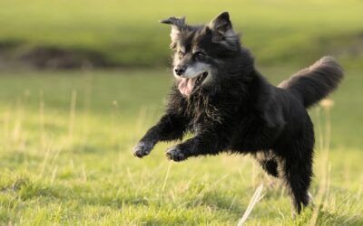 How to Best Care for Your Senior Dog