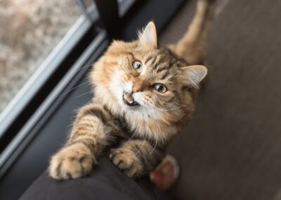 How to Improve Your Cat’s Separation Anxiety