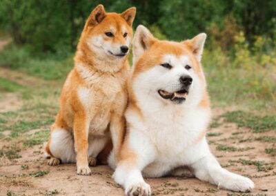 Dog Breed Spotlight: Shiba Inu