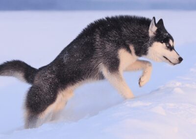 Dog Breed Spotlight: Siberian Husky