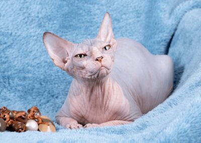 Cat Breed Spotlight: Sphynx