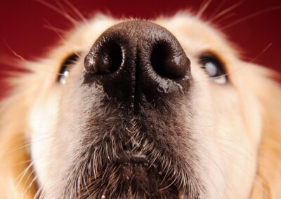 Why Are Dog Noses Wet?