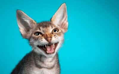 Explaining Cat Behavior: Why Do Cats Meow?