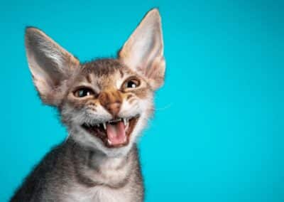 Explaining Cat Behavior: Why Do Cats Meow?