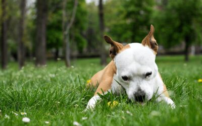 Why Do Dogs Eat Their Own Poop? Explaining Unwanted Behavior