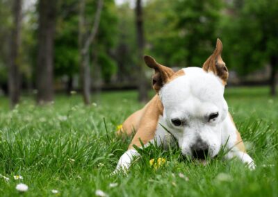 Why Do Dogs Eat Their Own Poop? Explaining Unwanted Behavior