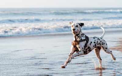 Why Do Dogs Get the Zoomies?