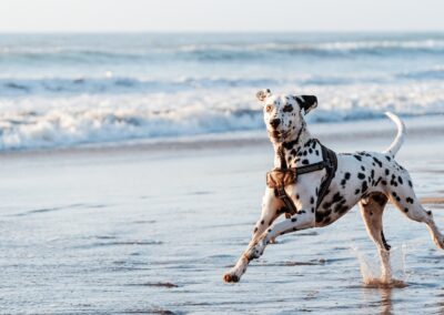 Why Do Dogs Get the Zoomies?