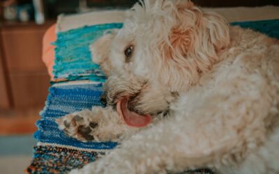 Explaining Dog Behavior: Why Do Dogs Lick Their Paws?