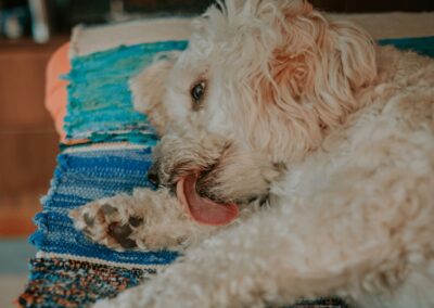 Explaining Dog Behavior: Why Do Dogs Lick Their Paws?