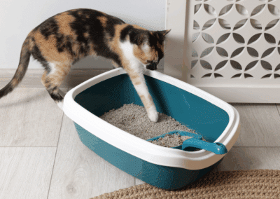 Does Your Cat Have a UTI? Explaining Causes, Symptom, & Treatments