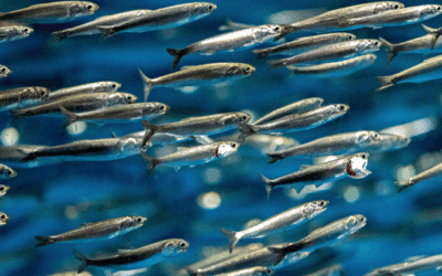 Anchovies for Dogs & Cats: A Powerful Omega-3 Source for Healthy Skin and Coats