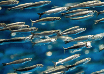 Anchovies for Dogs & Cats: A Powerful Omega-3 Source for Healthy Skin and Coats