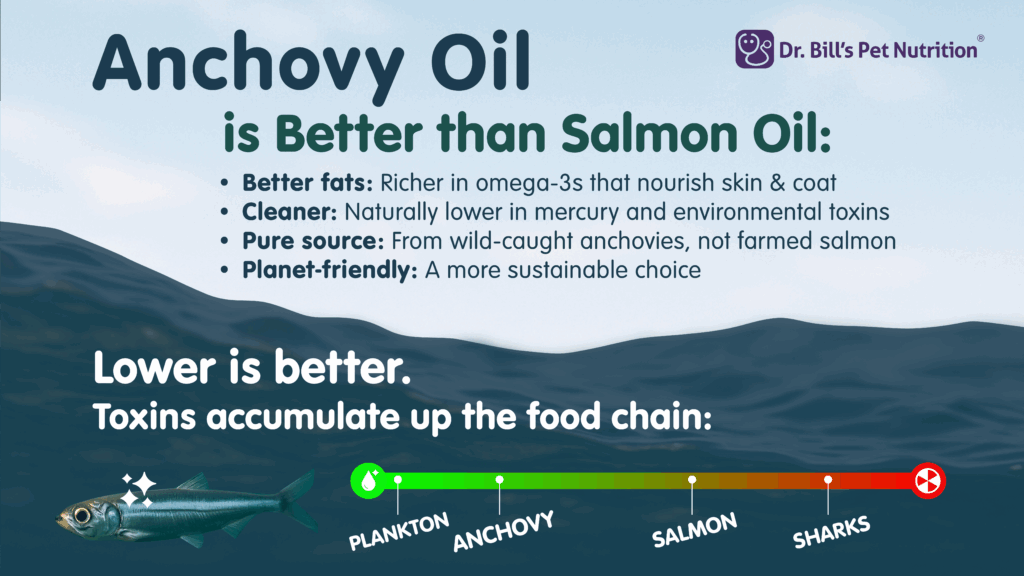 Anchovy Oil