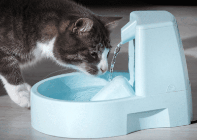 Dehydration in Cats: Signs, Risks, & How to Improve Water Intake