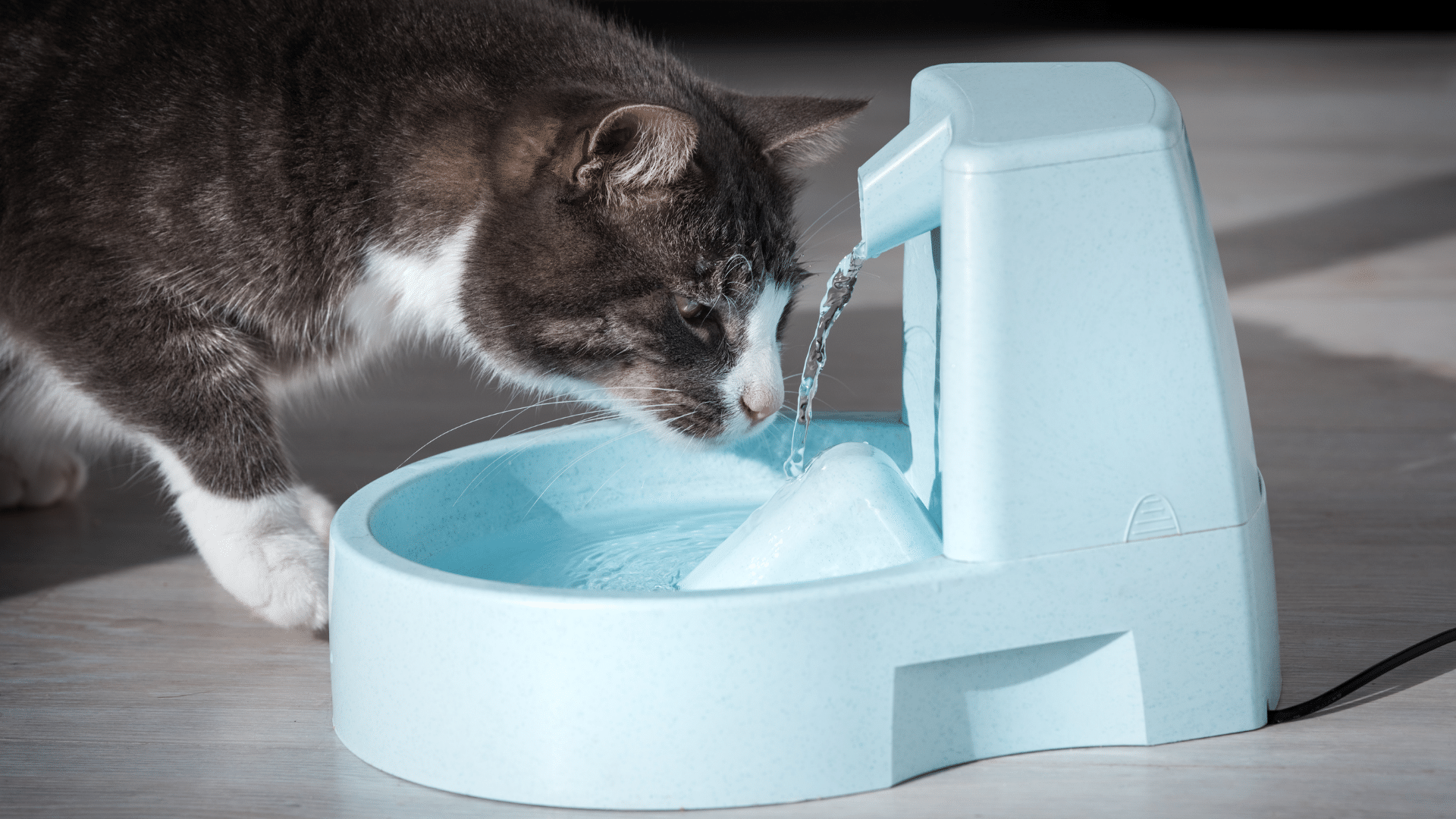 Dehydration in Cats