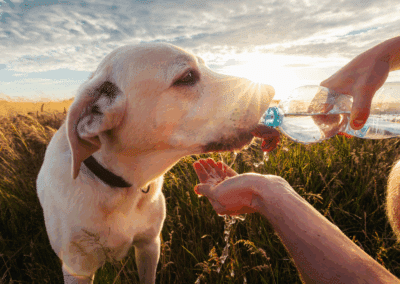 How to Hydrate Your Dog: Signs, Risks, & How to Improve Water Intake