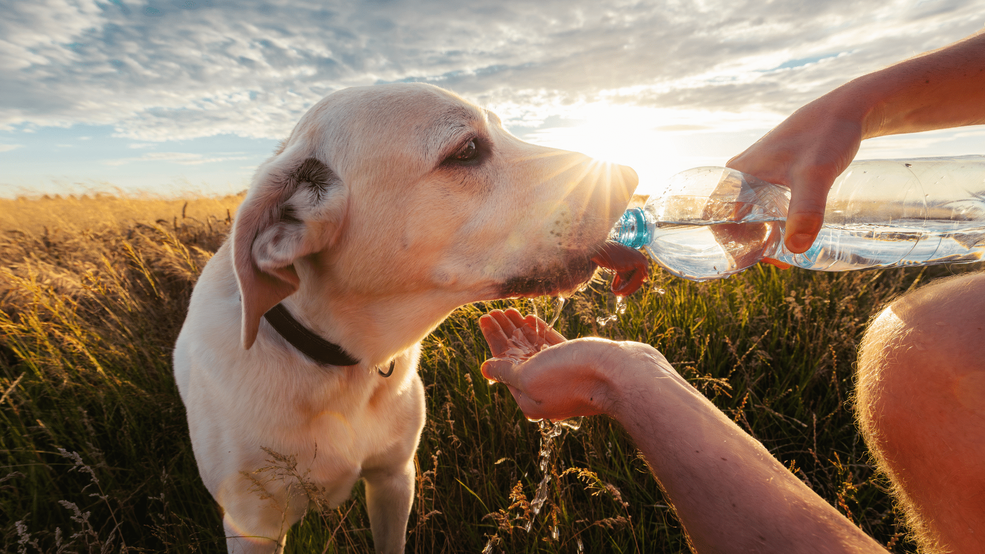 How to hydrate a dog