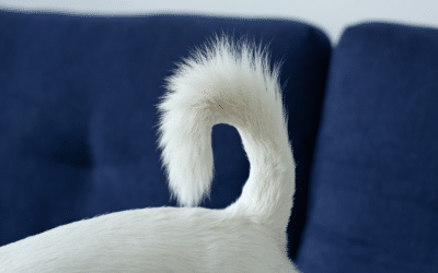 What Your Dog’s Tail Position Really Means
