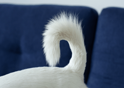 What Your Dog’s Tail Position Really Means