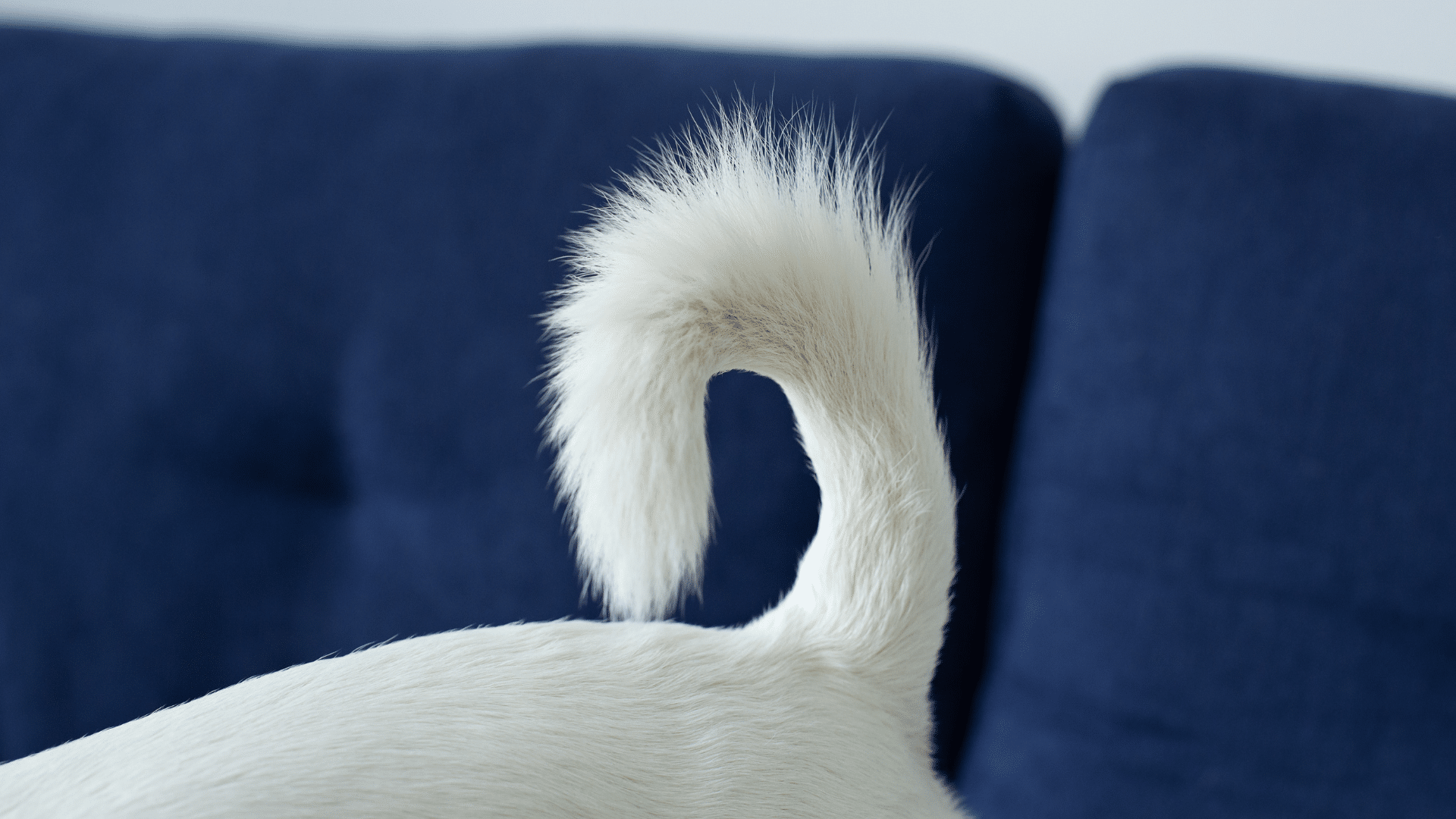 Dog Tail Meaning