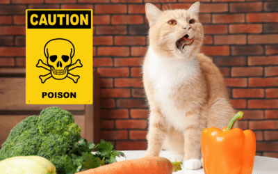 Top 10 Most Toxic Foods for Cats