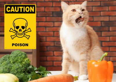 Top 10 Most Toxic Foods for Cats
