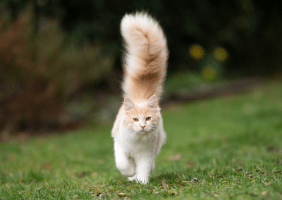 The True Meaning of Your Cat’s Tail Position