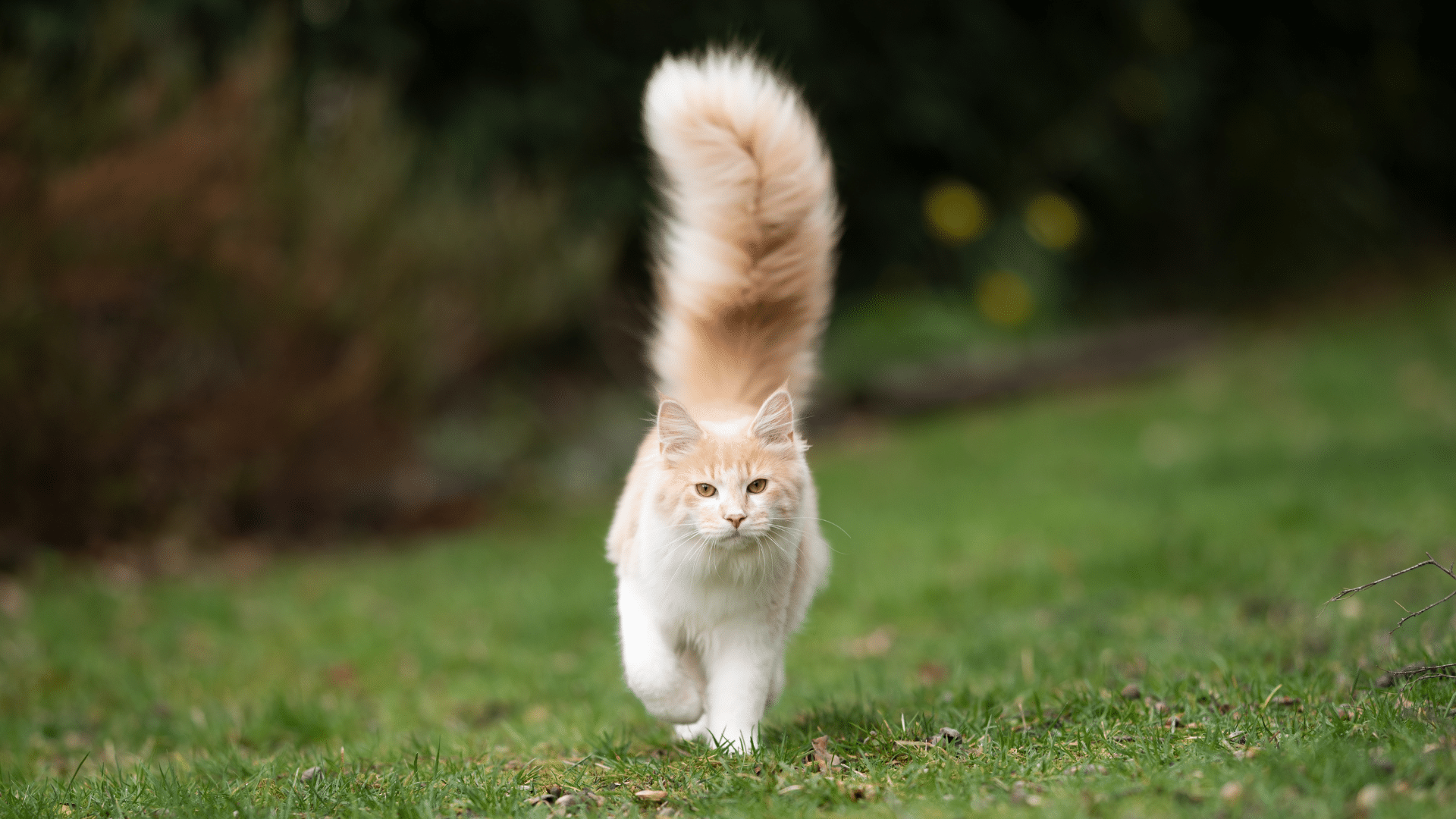 Cat tail meaning