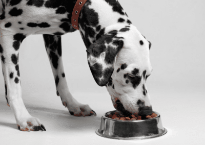 Dry Vs. Wet Dog Food: Which is Healthier?