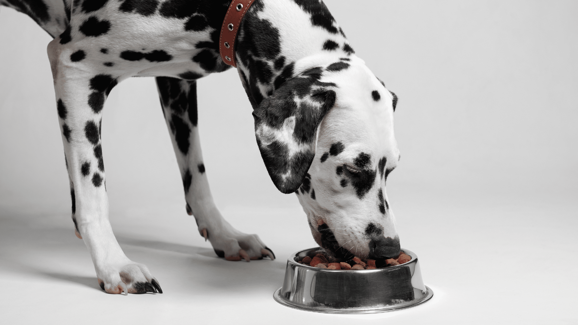 dry vs wet dog food