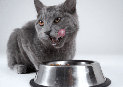 Wet Vs. Dry Cat Food: Which is Healthier?