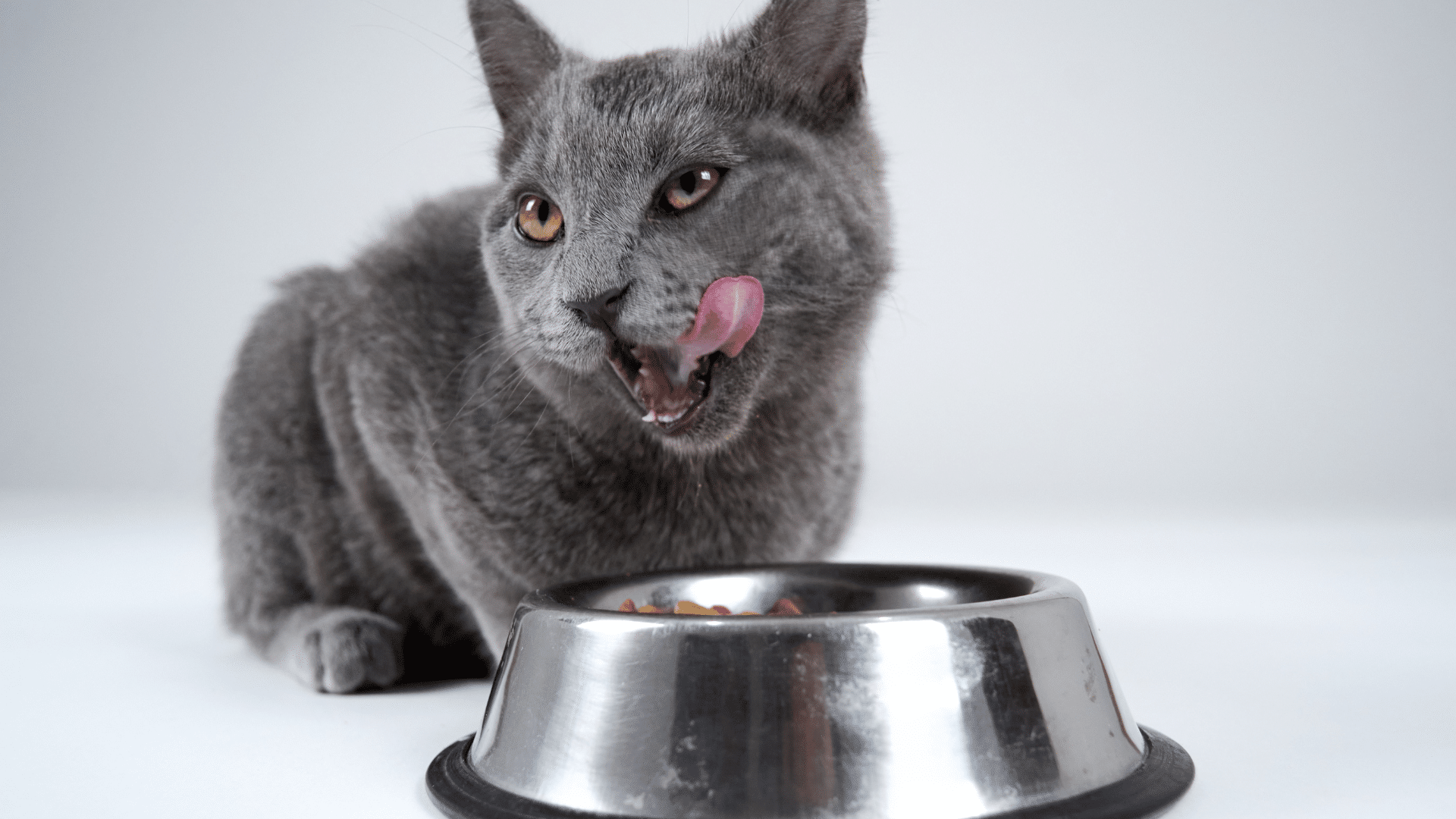 Wet Vs. Dry Cat Food