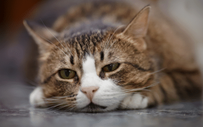 Can Cats Get Seasonal Depression? Signs & Winter Tips